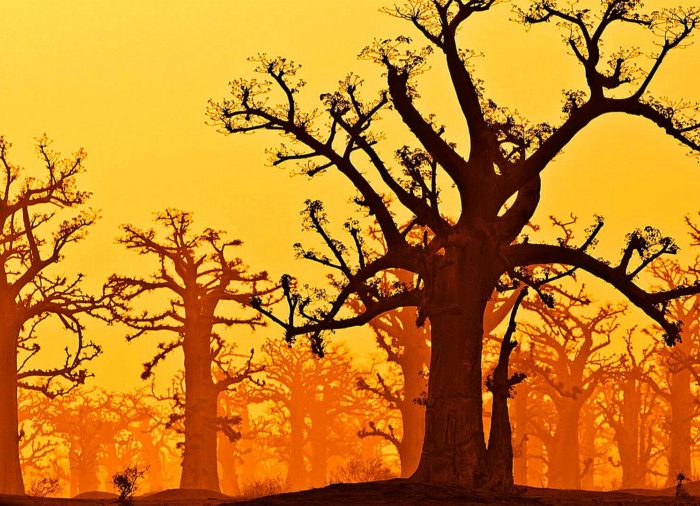 The Tree of Life 2023.